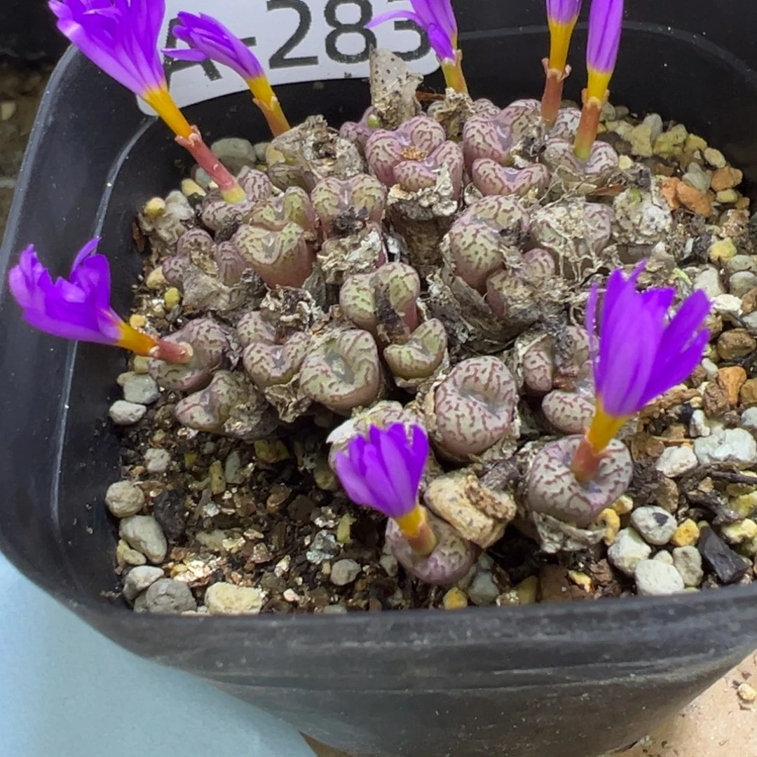 多肉植物111111111111