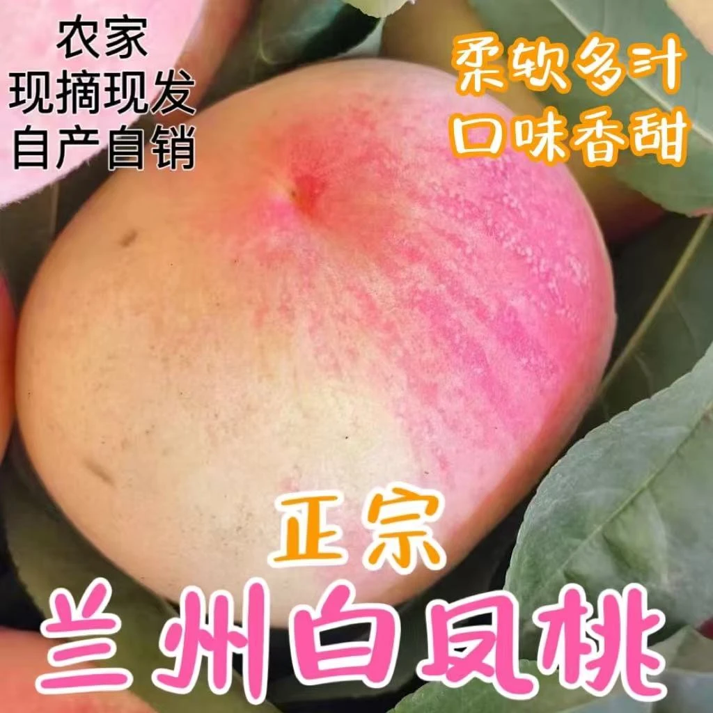 【兰州市内】兰州正宗白凤桃什川产地直发新鲜采摘香甜瀑汁
