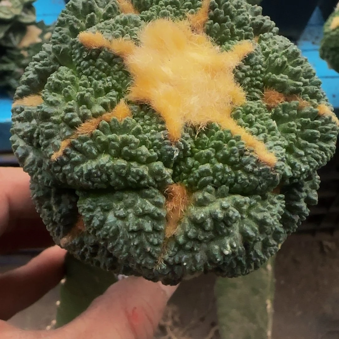 大尤龟甲牡丹440仙人球开花