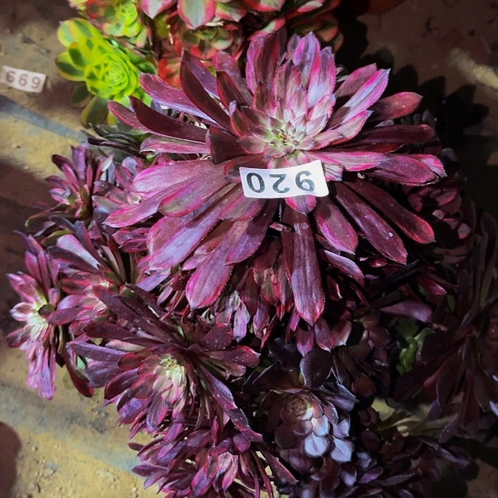 920紫霞多肉植物处理不售后