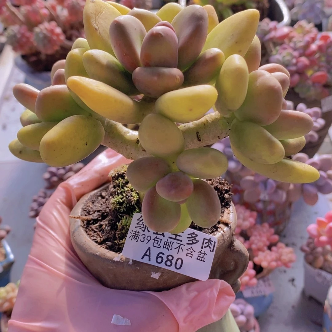 芒果奶老桩13cm680多肉植物