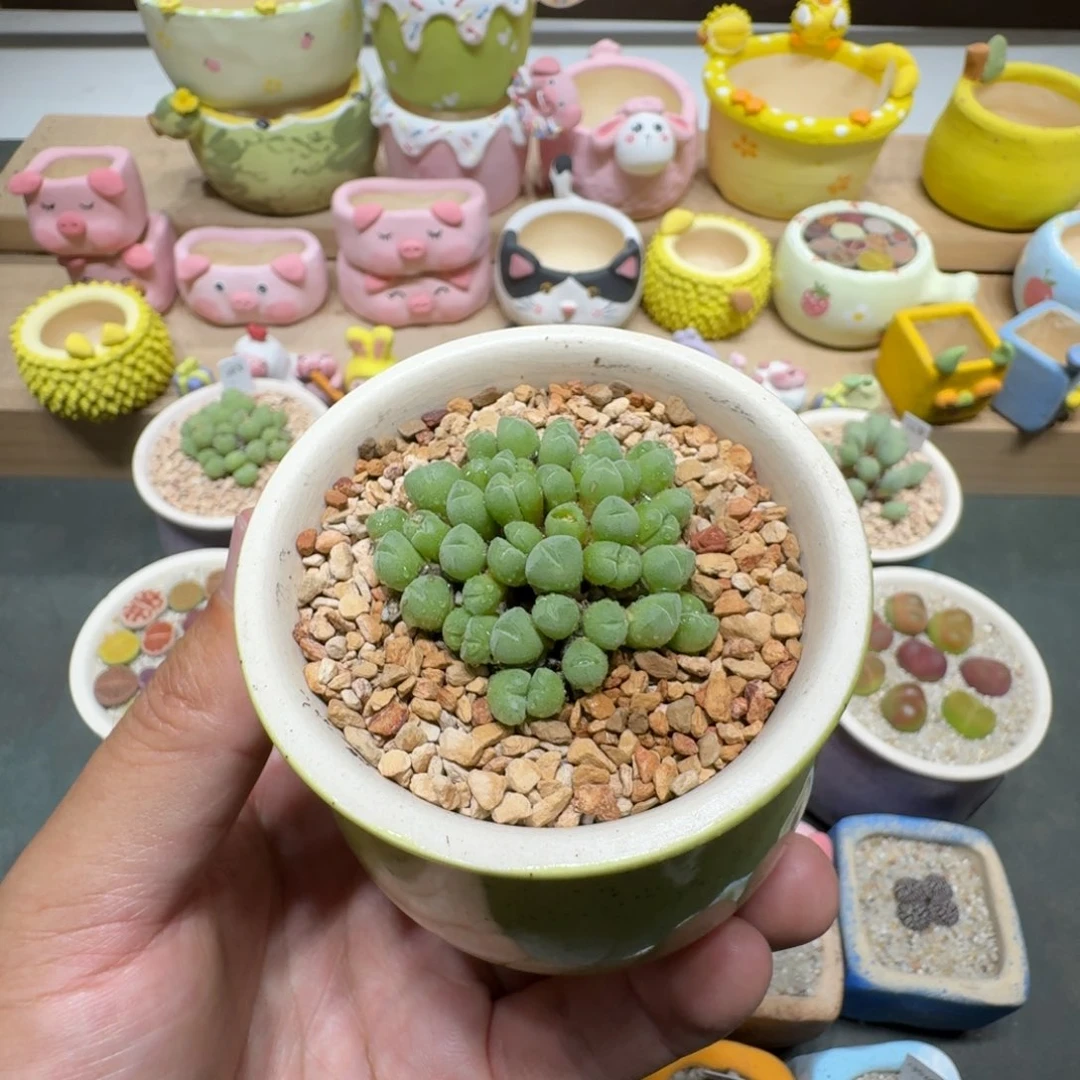 蘑菇027小米雏小米雏