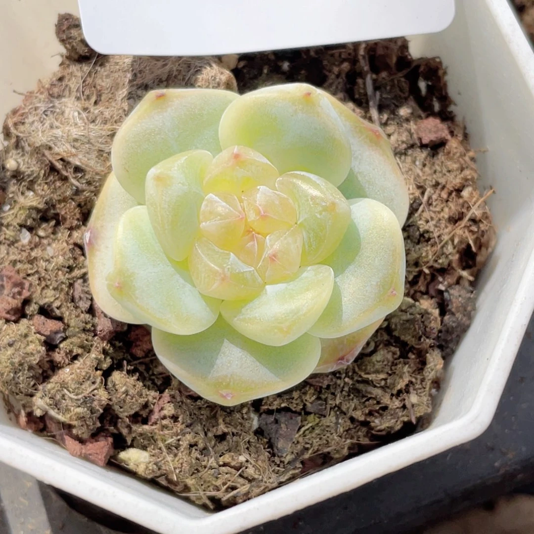 233号糖心冰心珍妮