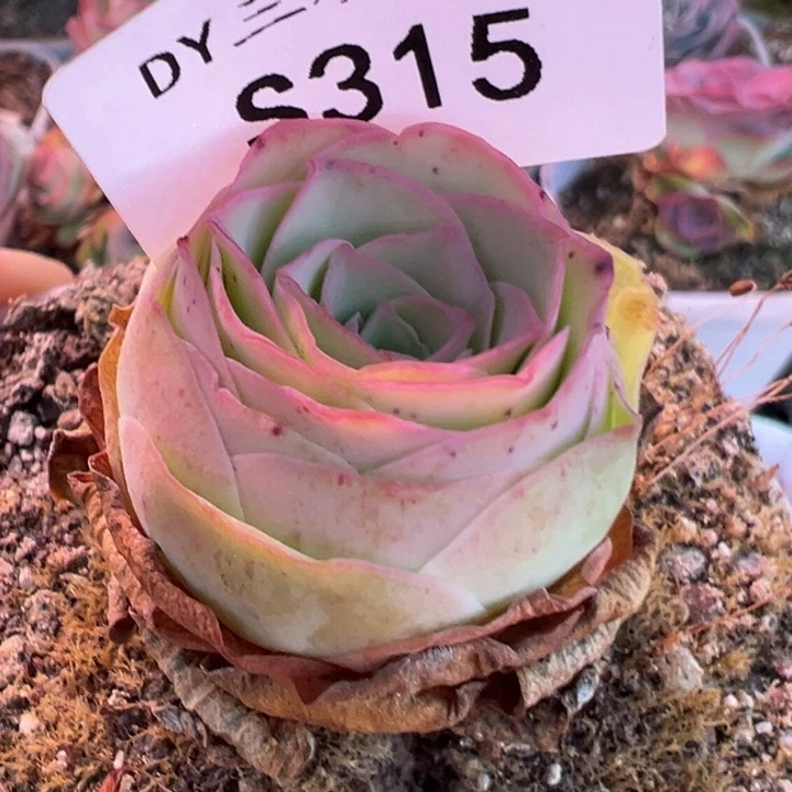 明***有三碗315 福袋福袋福袋
