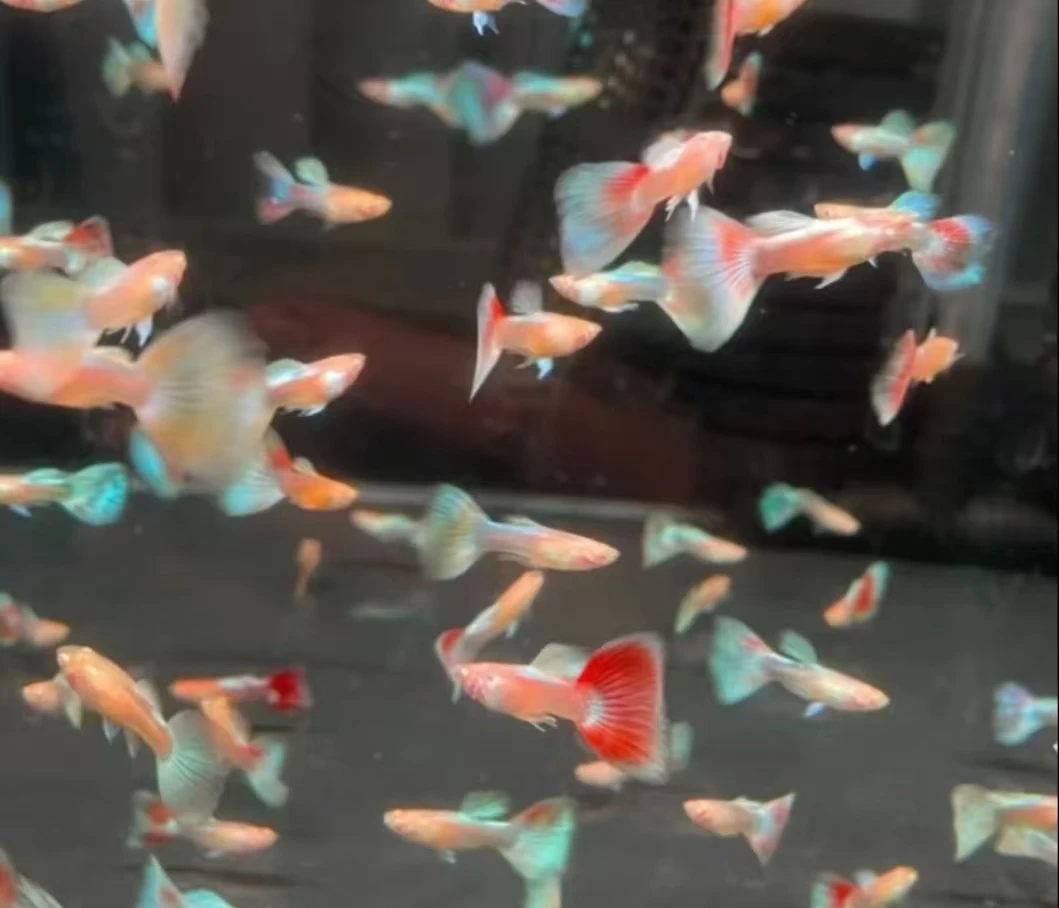 直播间福袋孔雀鱼专拍链接！！！