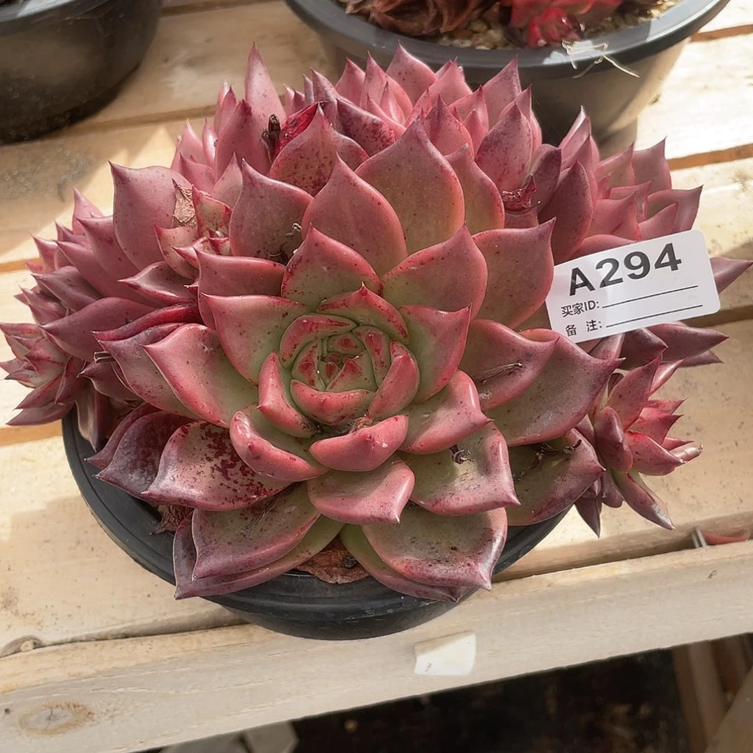 若如东云单拍A294