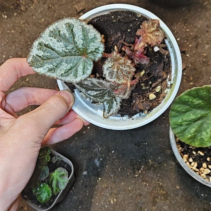 火山秋海棠一物一拍
