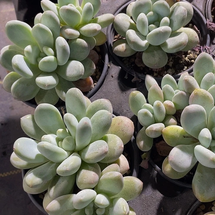 90盆香水奶带盆土发