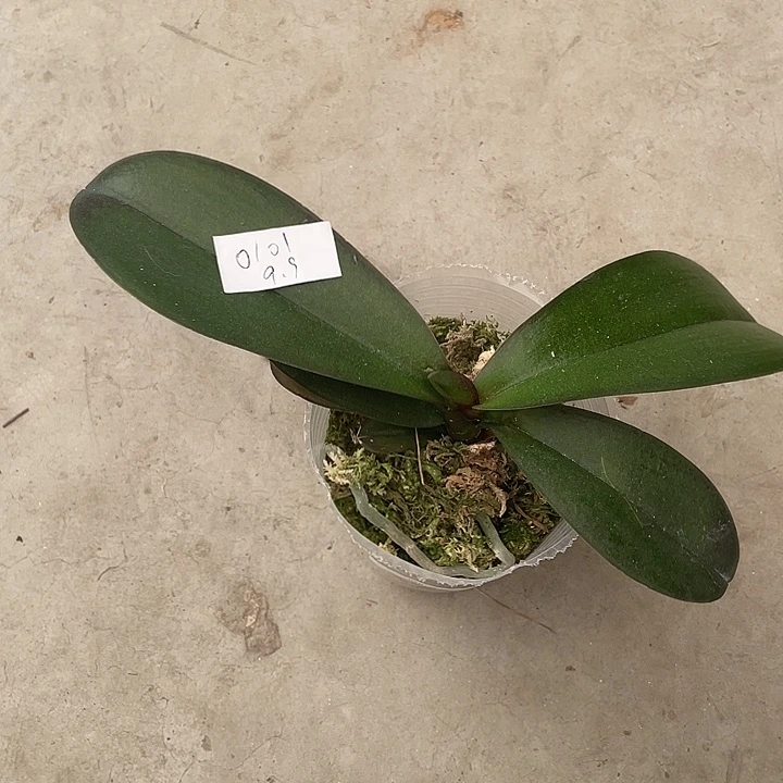 x***a完全开放处理3.0寸霞光不售后