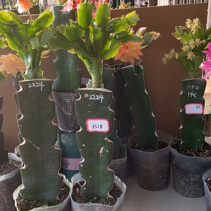 枫***当前无花朵，栽培后可花朵2224