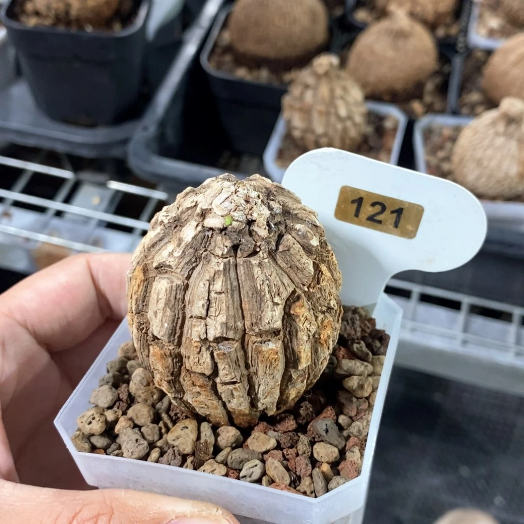 龙甲龟多肉植物一个