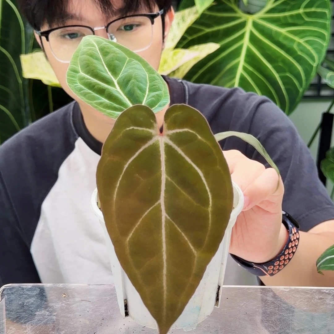 完全开放B73 紫水晶杂卡拉