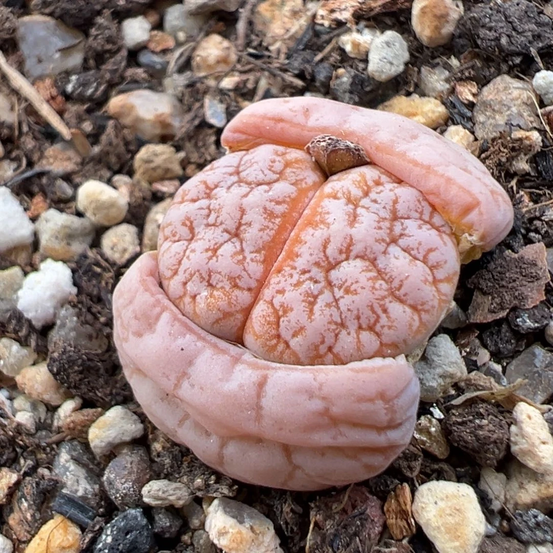 1.18好看的多肉526