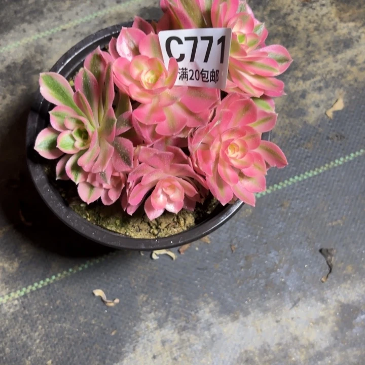 瑞妈一物一拍771