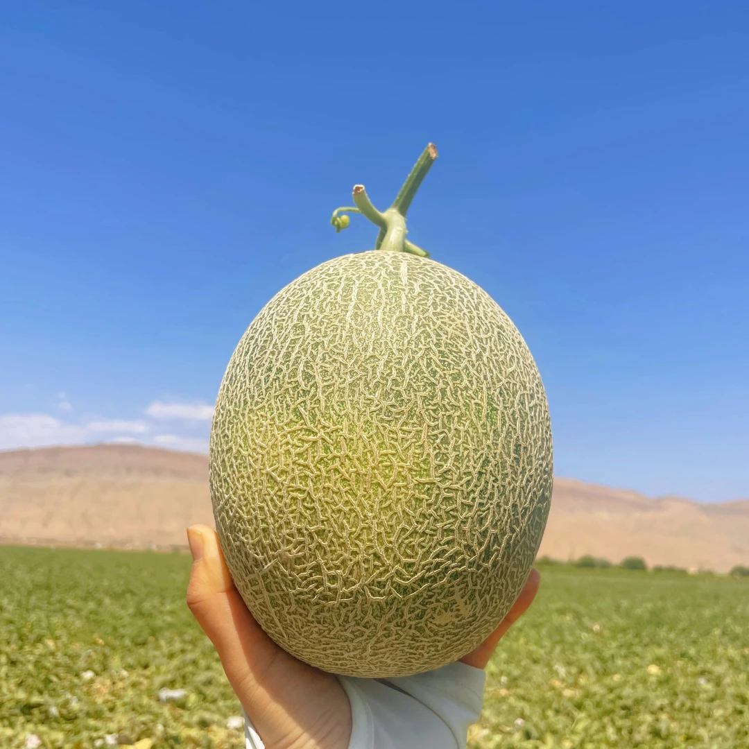 新疆吐鲁番哈密瓜西州蜜25号（精品一级瓜）顺丰包邮