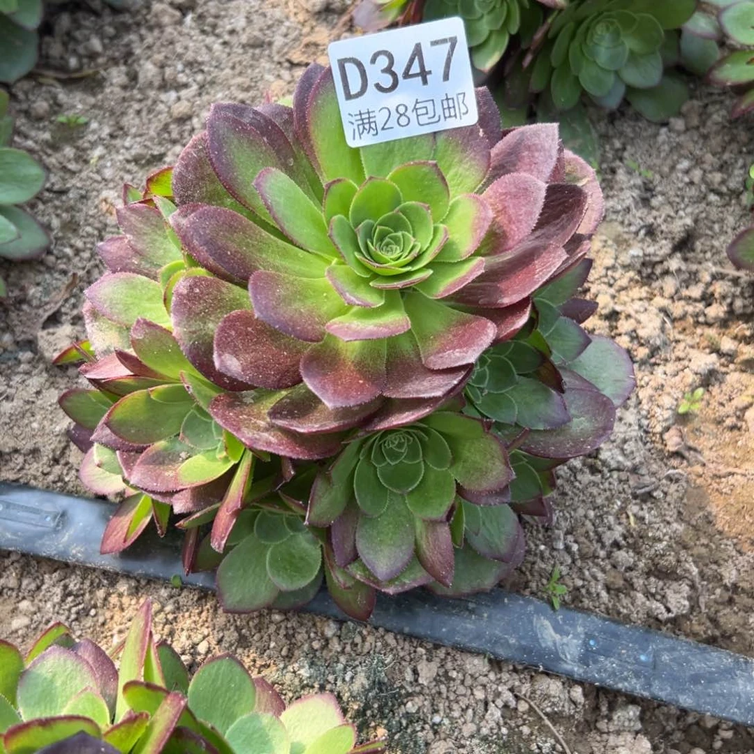 347多肉   圣罗兰     