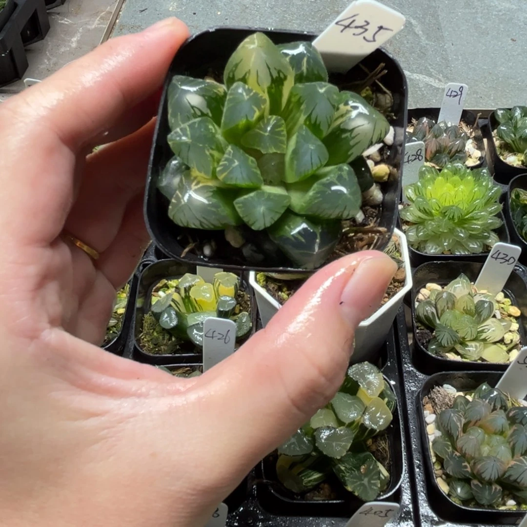 246老川玉露锦一物一拍