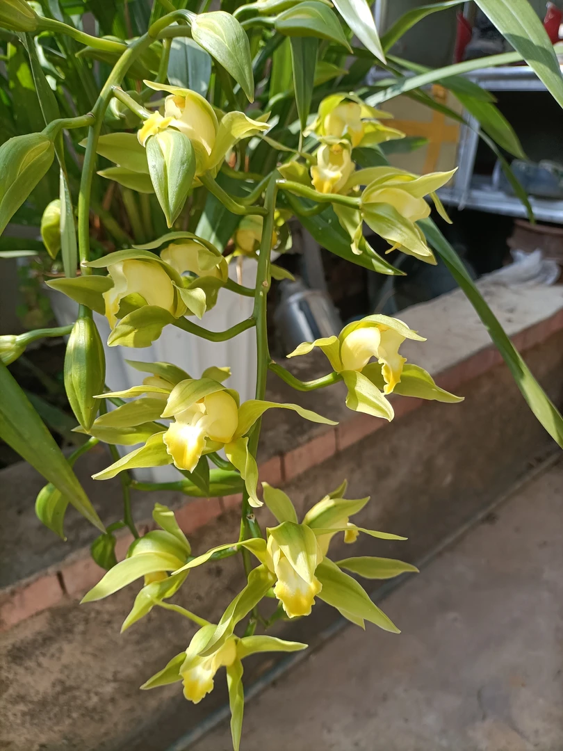 云南大理魏山虎头兰碧玉素室外养殖两苗起拍