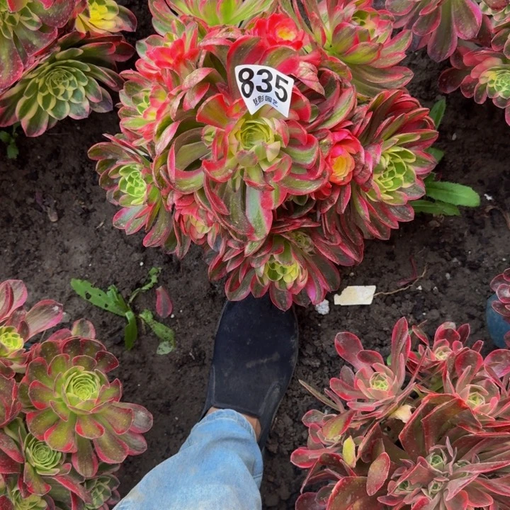 海仙花30-46包邮花花