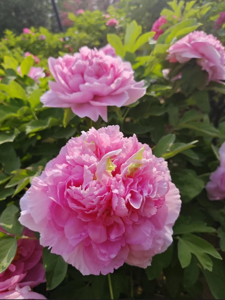 贵妃插翠 牡丹花苗菏泽基地直发