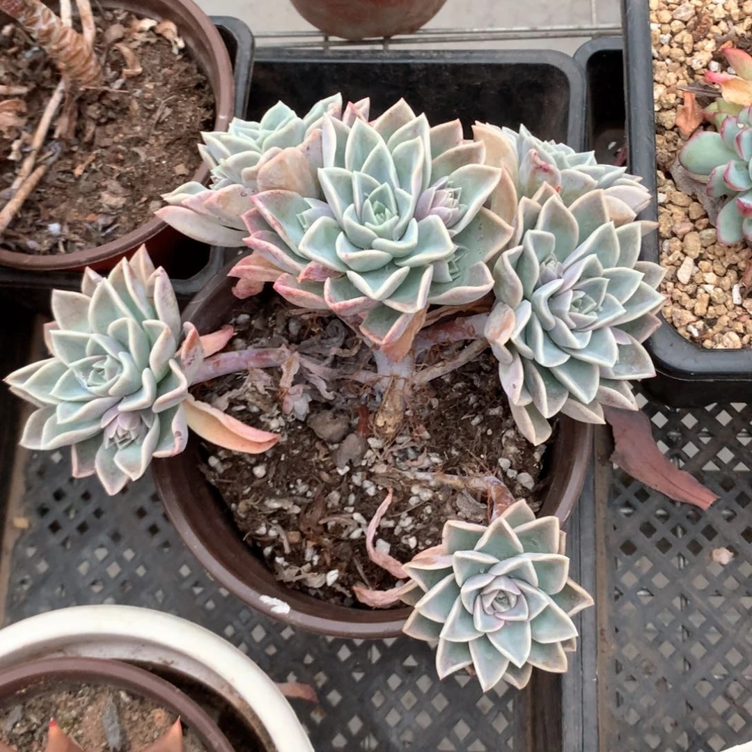 千**丝哈利沃森多肉植物