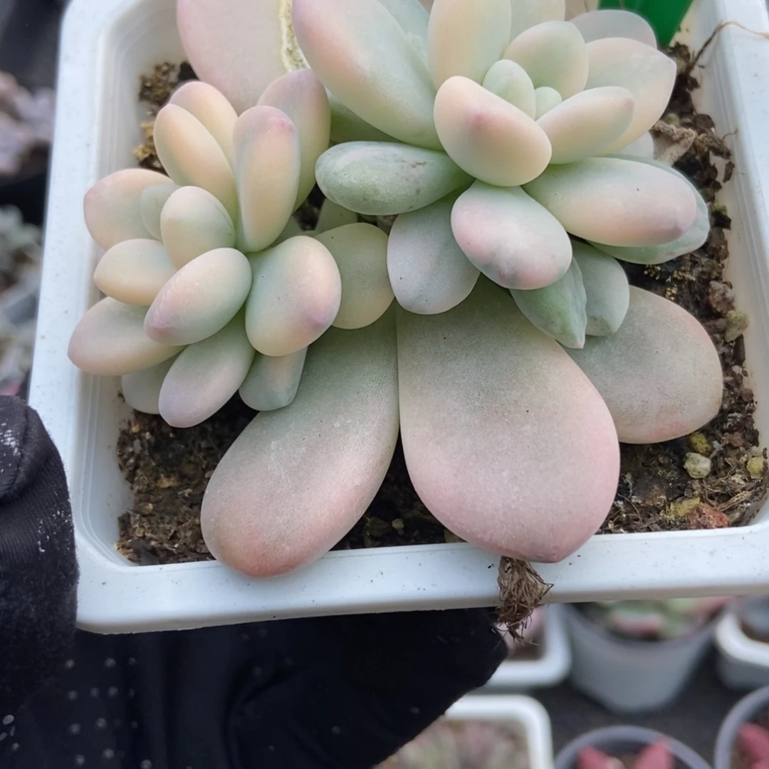 3122洛神锦多肉植物