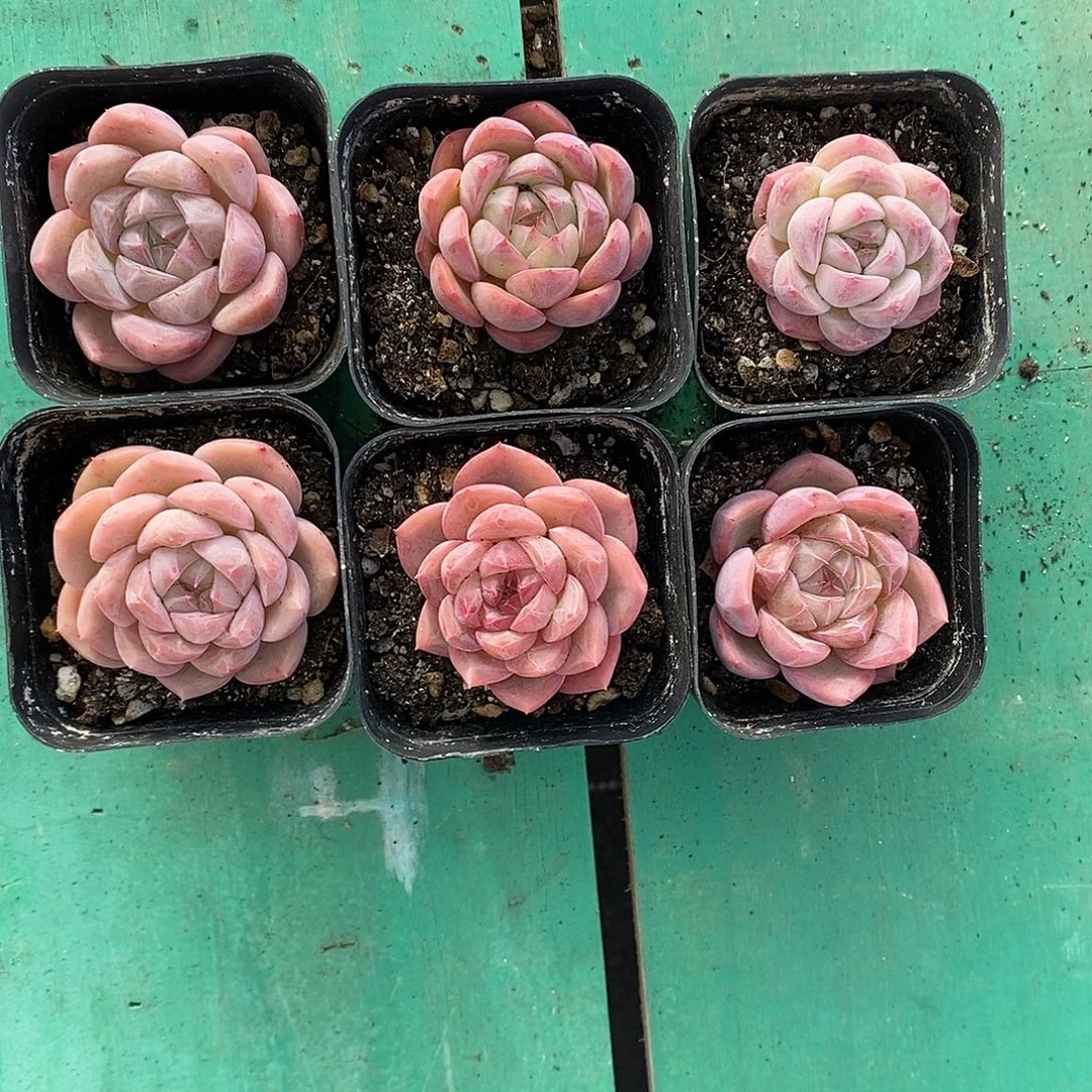 溏心暗纹珍妮 6颗