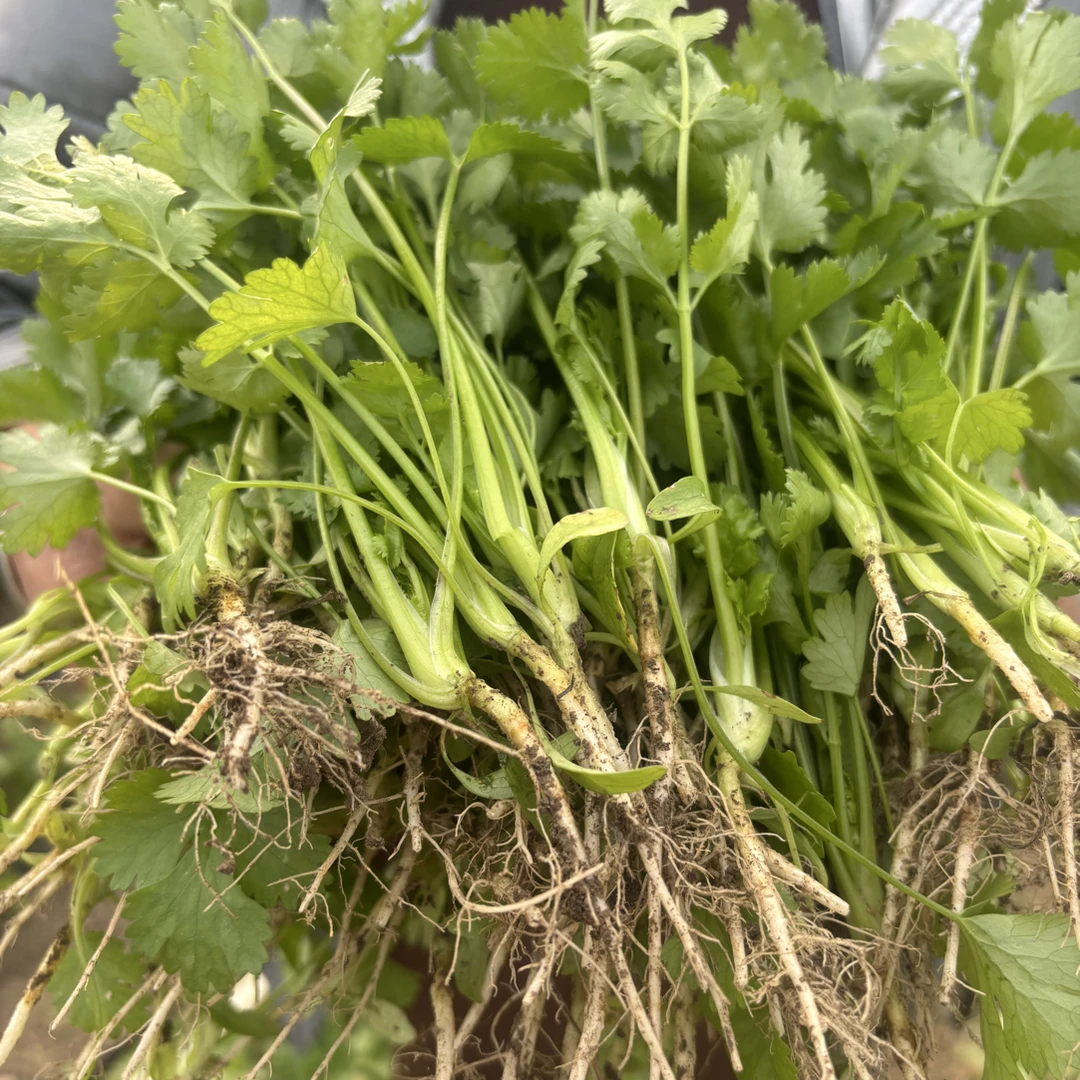 琴姐家大棚种植新鲜小叶香菜香味浓郁现摘现发（京东包邮）