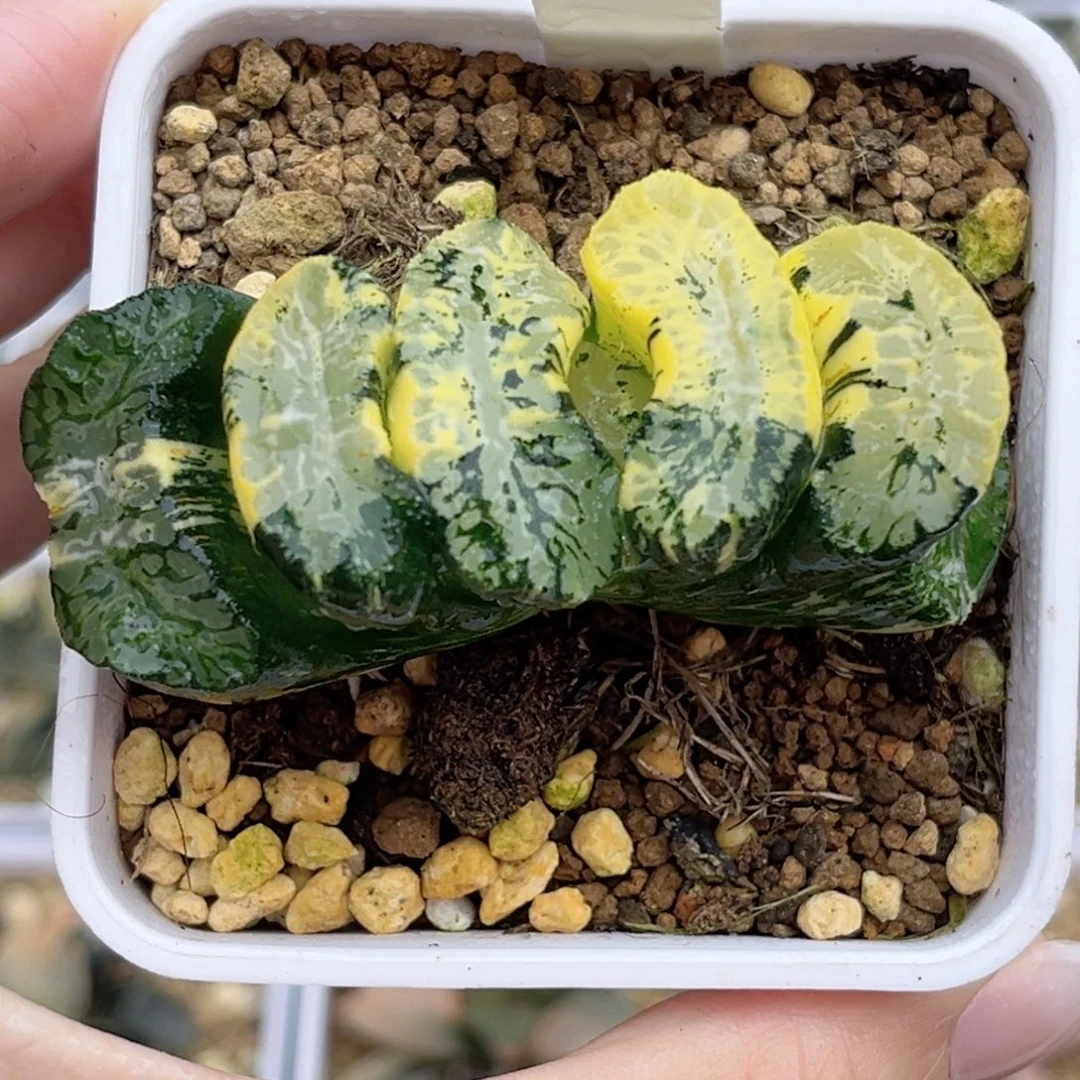 231变异北斋玉扇锦福利专场