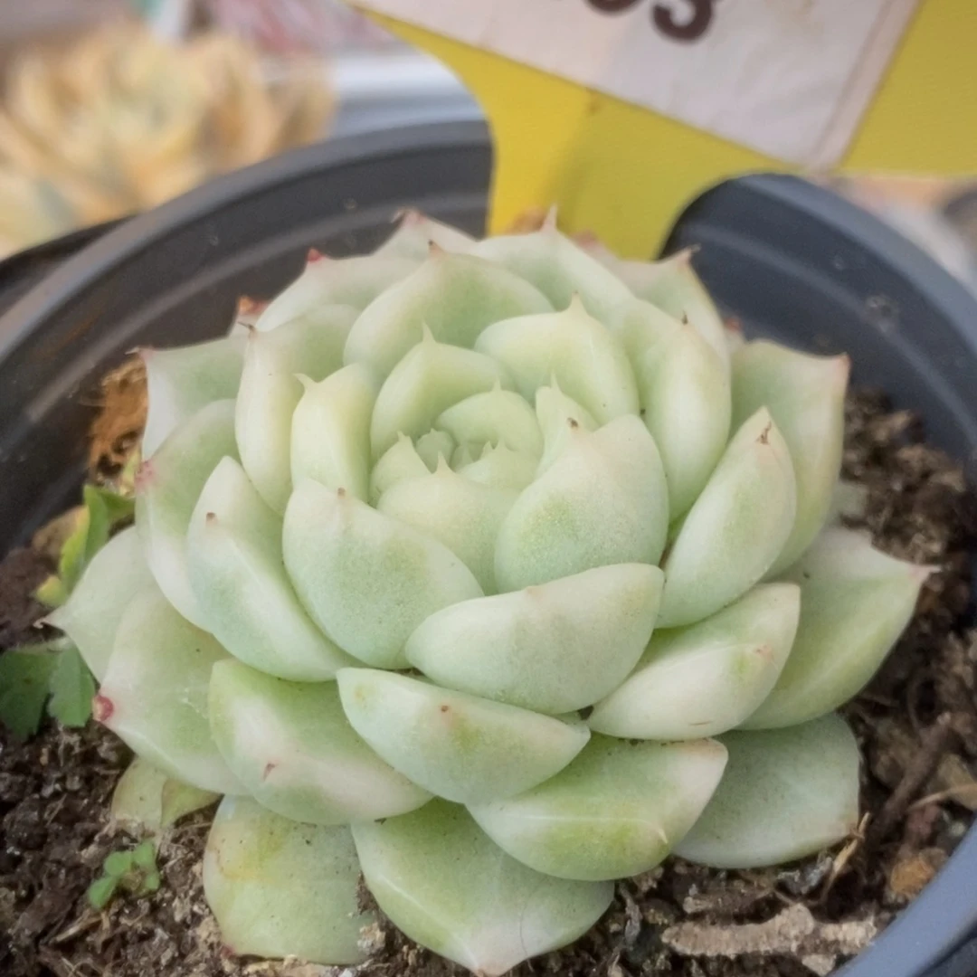 293白瓷麦杆锦锦锦锦锦