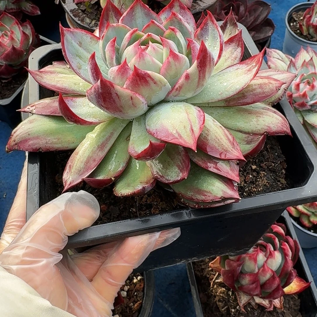 惊鸿仙子量拍拉丝 13 公分左右 1 颗