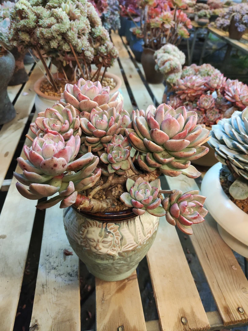 多肉植物奶油整群