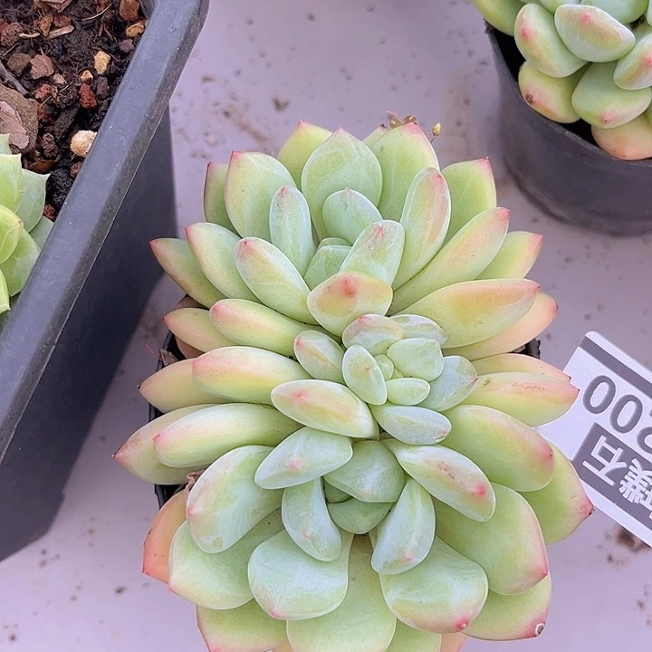 美人杂17200多肉植物