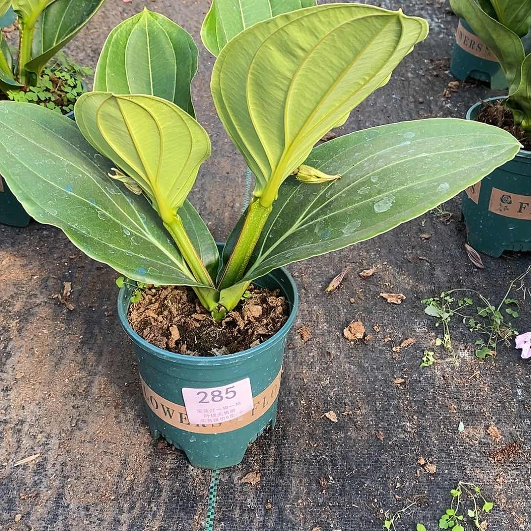 可*瓶木本花卉285