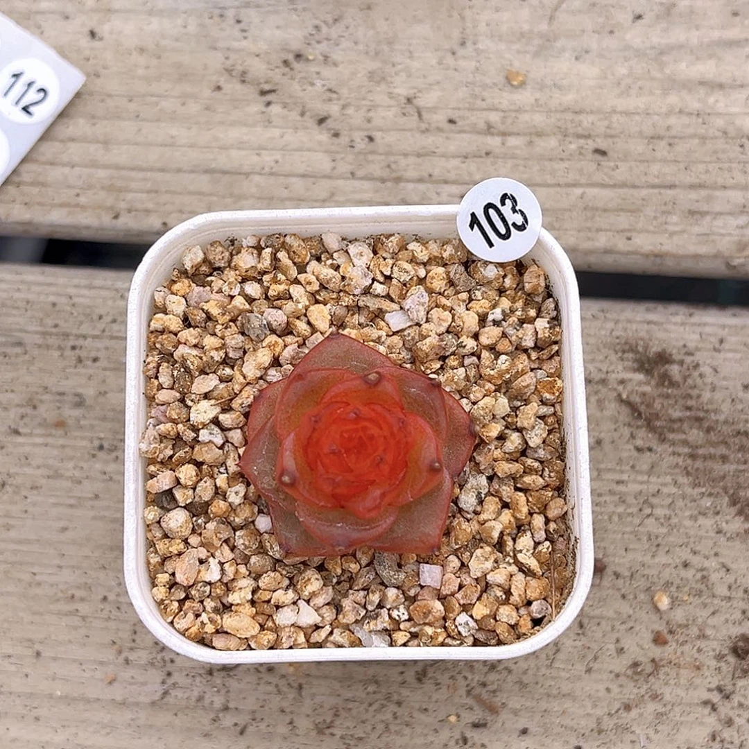 一物一拍花梨木103