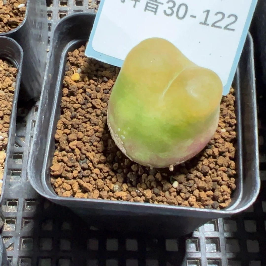 30-122肉锥多肉植物大战