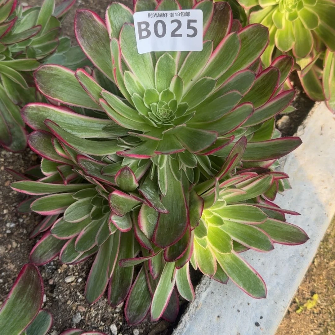 小**?025孔雀翎多肉植物