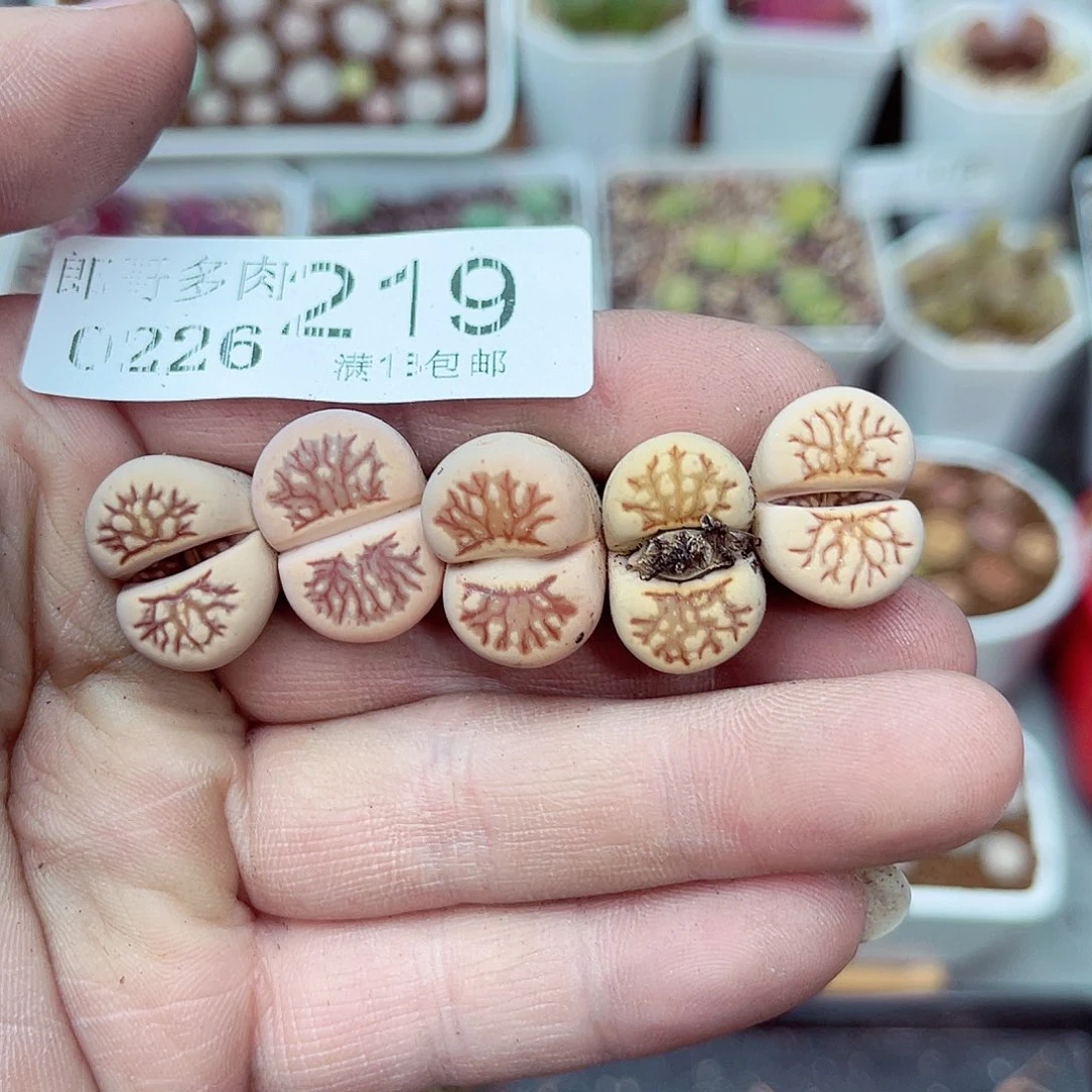 郎哥多少生石花26-219