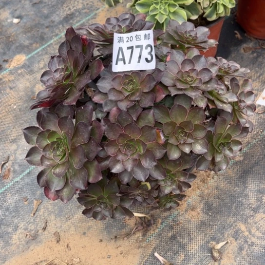 773枚金玫瑰不包断枝