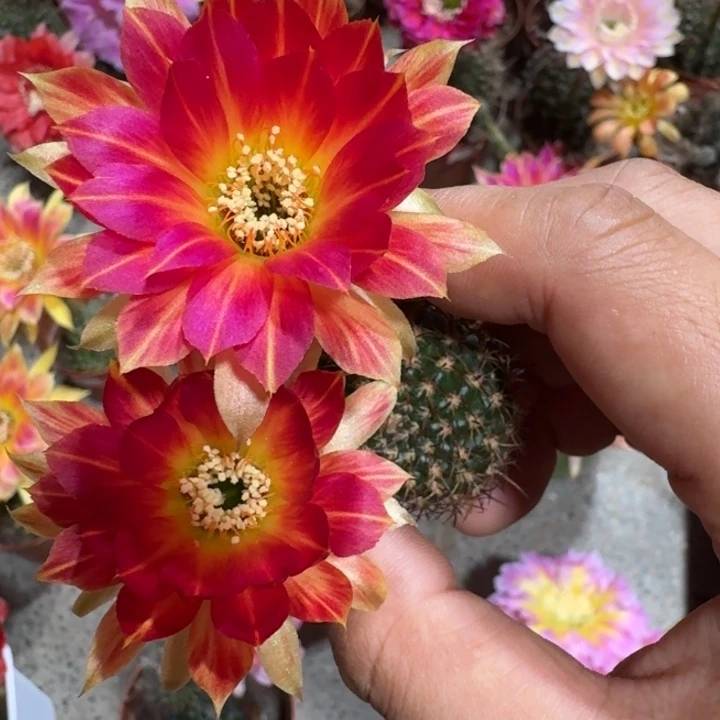 219丽花93歪3公分左右无根侧牙，20包邮