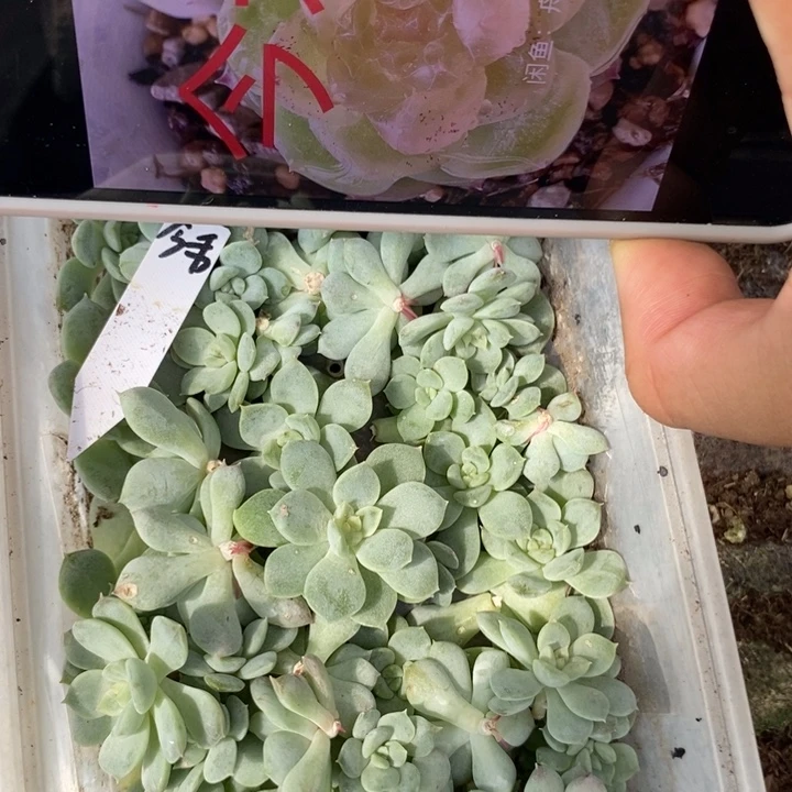 今禾砍头2颗多肉苗