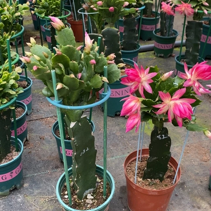 大部分花苞少量开放728嫁接082