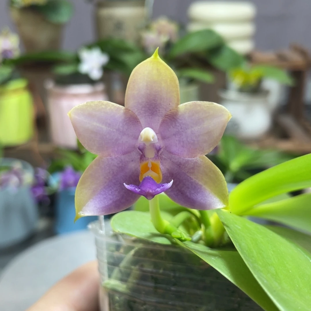 完全开放YW16，2.5杯开花株