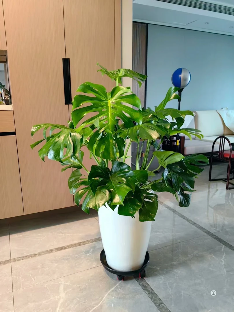 【超A类苗 基地直发】网红ins风绿植龟背竹净化空气美观环境加湿8