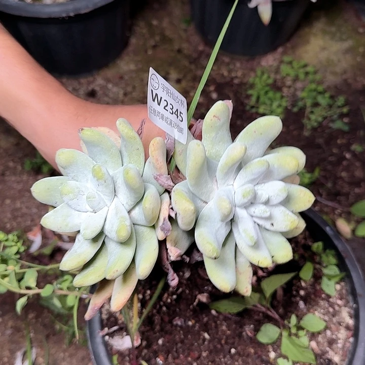 2345拇指仙女杯多肉