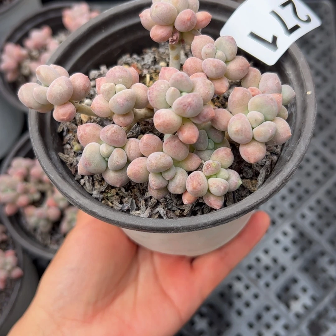 *****271 多肉植物组合盆栽