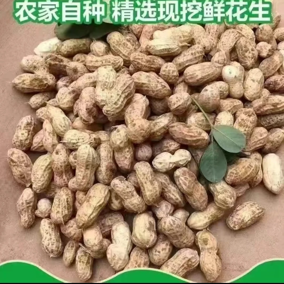新鲜现挖农家自种粉皮鲜花生