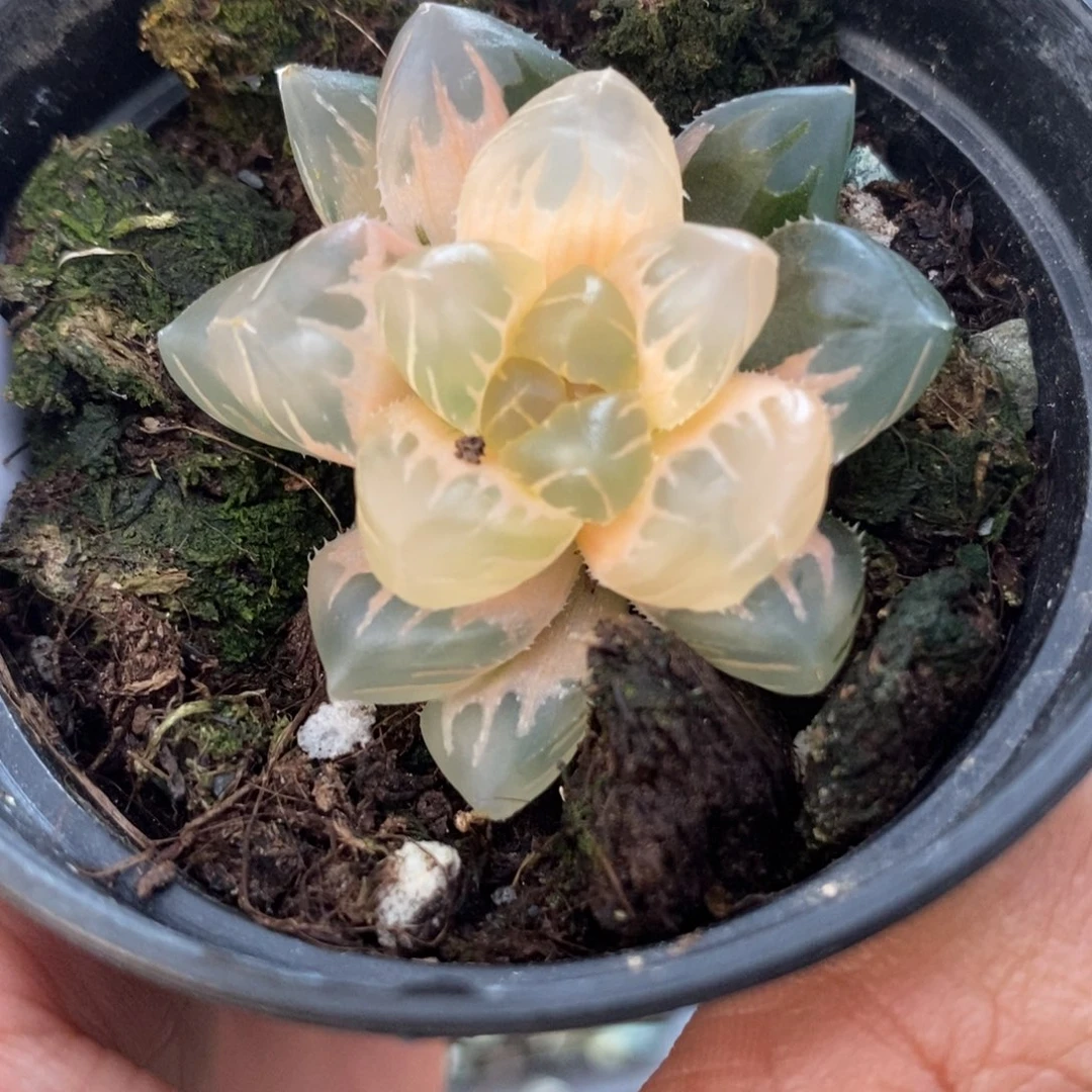 16糊斑水中月玉露锦