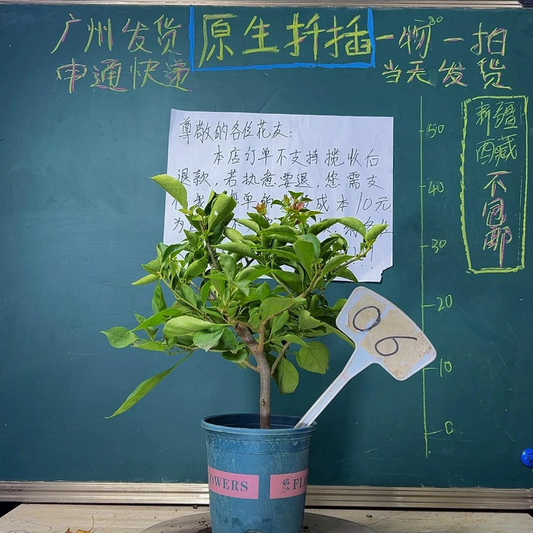 当前无花栽培后可以开花粗杆 佩德罗06