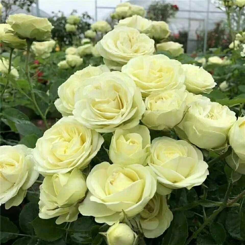 （不包售后）奶油龙沙月季花苗丰花多头花期长四季开花